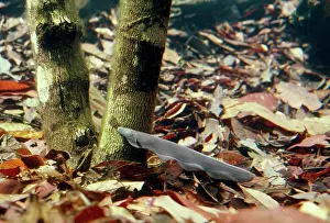Electrophorus: Electric Eel
