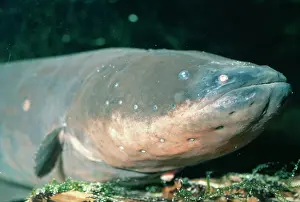Electric: ELECTRIC EEL