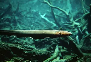 Electrophorus: ELECTRIC EEL - in flooded forest