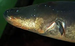 Electrophorus: Electric Eel - Freshwaters