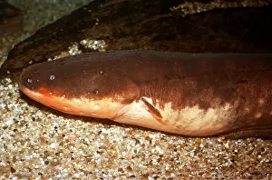 Electric: ELECTRIC EEL - HEAD