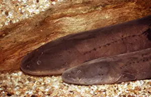 Electric: ELECTRIC EEL - x two heads clearly showing lateral line