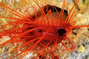 Electric: Electric Fileclam - Elmoost dive site, Weda, Halmahera