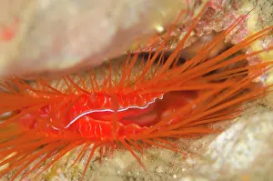 Ales: Electric Fileclam Nudi Retreat dive site, Lembeh