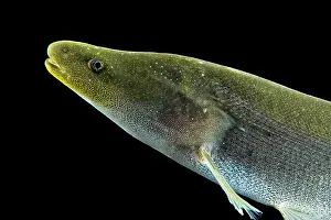 Electric: Electric fish (Mormyrops engystoma), animal portrait
