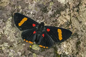 Maria: Electron Pixie butterfly (Melanis electron) Riodinidae