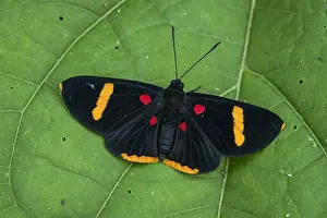 Maria: Electron Pixie butterfly (Melanis electron) Riodinidae