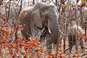 Attack: Elefant im herbstlichen Laub, Kruger NP, S