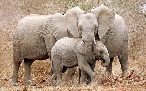 Attack: Elefantenfamilie im Kruger Nationalpark S
