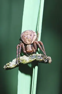 Thomisidae: Elegant Crab Spider with Prey
