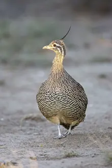 Tinamou: Elegant Crested Tinamou
