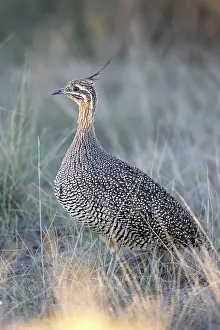 Tinamou: Elegant Crested Tinamou