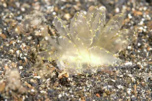 Cerata: Elegant Cyerce Slug