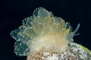Cerata: Elegant Cyerce Slug - Sedam dive site, Tulamben