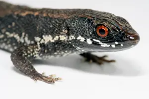 Amazonian: The Elegant Eyed Lizard (Cercosaura argulus) is