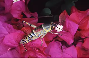 Grasshopper: ELEGANT GRASSHOPPER