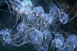 Formosa: Elegant Hydromedusa JELLYFISH