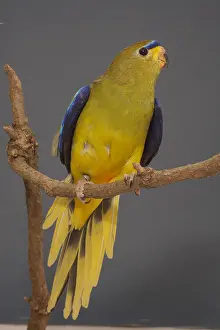Parakeets: Elegant Parrot on a branch
