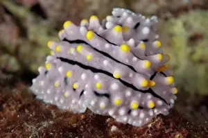 Nudibranches: Elegant Phyllidia Nudibranch