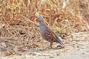 Quails: Elegant Quail