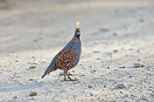 Quails: Elegant Quail