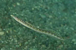 Pantar: Elegant Sand-Diver