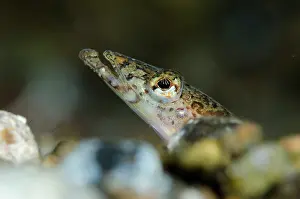 Diver: Elegant Sand-Diver