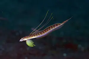 Rays: Elegant Sand-Diver - Male displaying rays - Batu