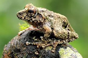 Ceylon: Elegant Shrub Frog