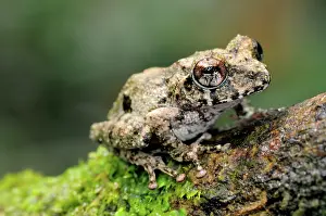 Ceylon: Elegant Shrub Frog