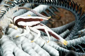 Inspiration: Elegant Squat Lobster