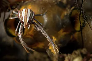Lobster: Elegant Squat Lobster