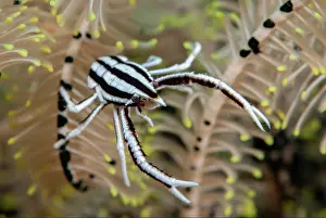 Straits: Elegant Squat Lobster