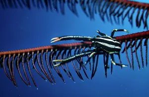 Attracted: Elegant Squat Lobster - these tiny lobsters live