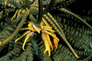 Lobster: Elegant star squat lobster, or allogalathea