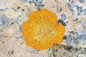 Fungi: Elegant sunburst lichen