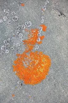Fungi: Elegant sunburst lichen