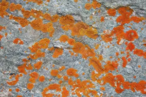 Fungi: Elegant sunburst lichen