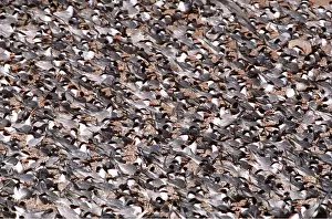 Tern: ELEGANT TERN - colony, on beach