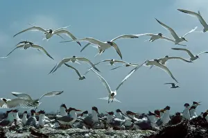 Returning: Elegant Terns - flock returning to nests