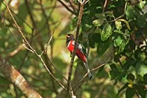 Trogon: Elegant Trogan - Male