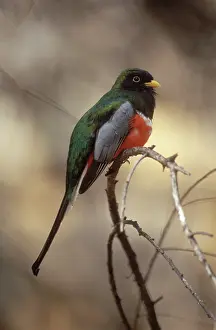 Trogon: Elegant Trogon