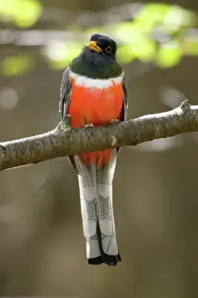 Trogon: Elegant Trogon