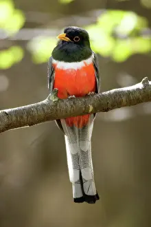 Trogon: Elegant Trogon