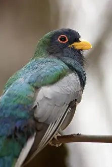 Trogon: Elegant Trogon