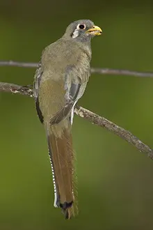 Trogon: Elegant Trogon
