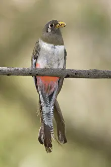 Trogon: Elegant Trogon
