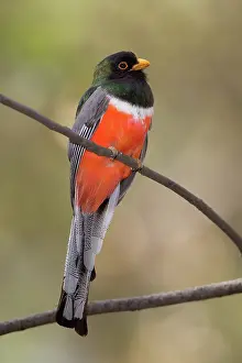 Trogon: Elegant Trogon