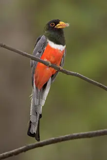 Trogon: Elegant Trogon