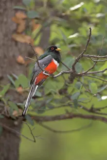 Trogon: Elegant Trogon